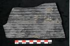 Foto (Detailansicht) von Sigillaria elongata Brongniart (NHMW-GEO-2024-0188-11058)